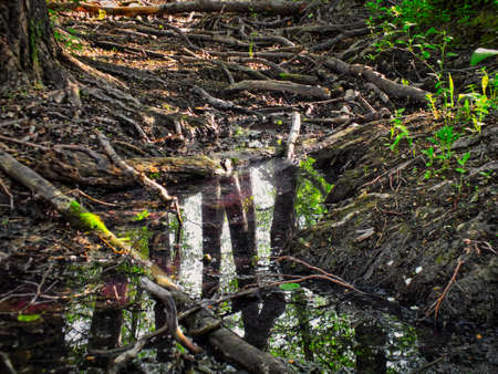 watering of wild animalsの写真素材