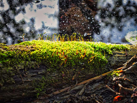 watering of wild animalsの写真素材