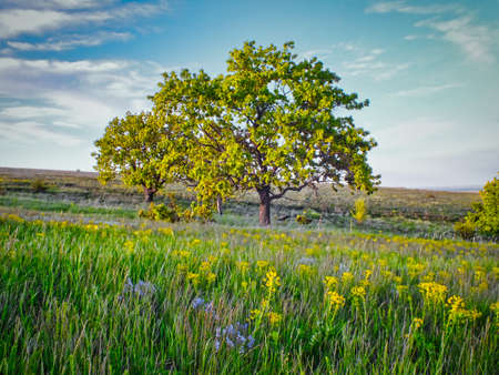 landscape with tree in the fieldの写真素材
