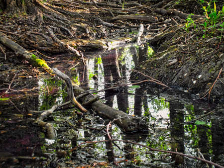 watering of wild animalsの写真素材