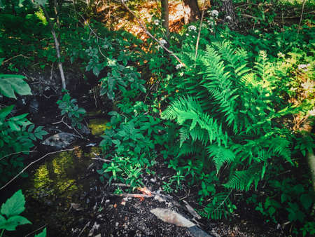 fern leaf in the forestの写真素材