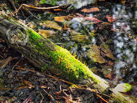 watering of wild animalsの写真素材