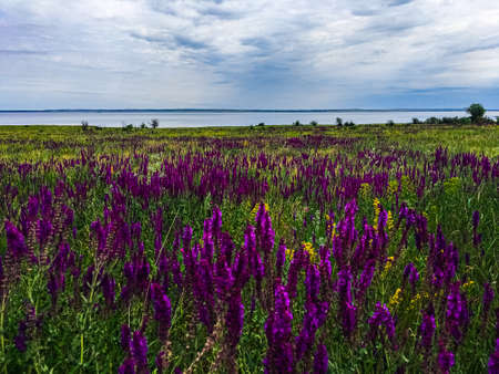 field with sage at the Volga cliffの写真素材