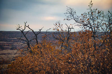 trees on a hilltop on a cloudy dayの写真素材