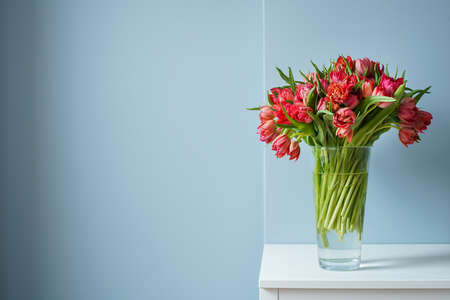 Beautiful bouquet of red tulips in a glass vase on a white table in a bright interior . Against a light blue wall.の写真素材