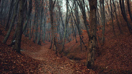 Orange autumn forest with bare trees and fallen leaves