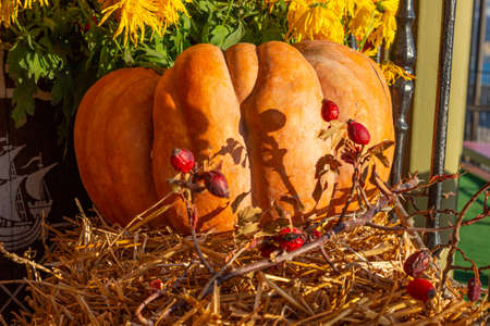 Beautiful autumn still life. Large pumpkin lying on the hay with a berry twig on a background of...