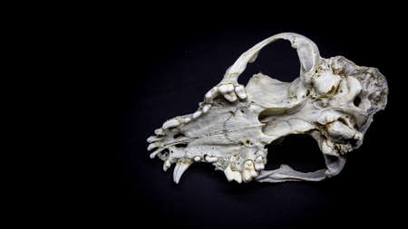 Dog skull isolated on black background. Animal skull.