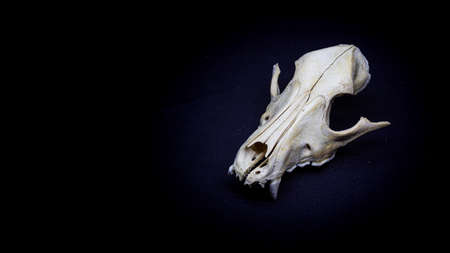 Dog skull isolated on black background. Animal skull.の写真素材