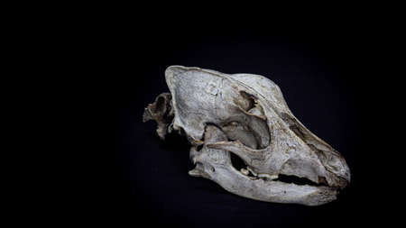 Skull of a dog with the remains of the spine, side view, isolated on black background. Animal skull.の写真素材