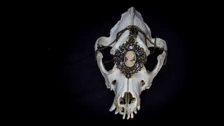 Skull of a dog with various vintage jewelry and other decorations isolated on black background. Animal skull.の写真素材