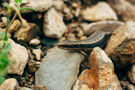 Sand lizard hiding among the rocks (Lacerta agilis).の写真素材