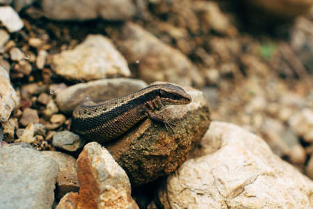 Sand lizard hiding among the rocks (Lacerta agilis).