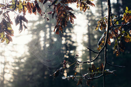 Cobweb in the woods.の写真素材