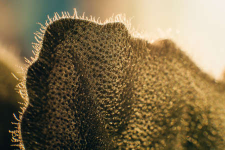 Leaf of Violaceae closeupの写真素材