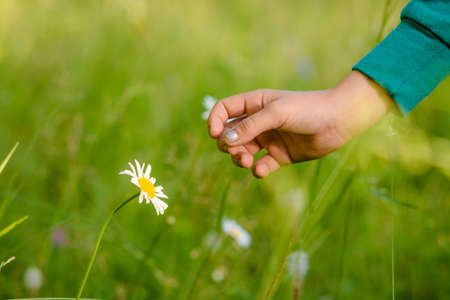The interaction of man and nature (flower and hand)の写真素材