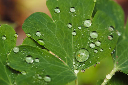 Drops of dew on leaves.
