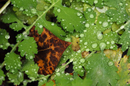 Yellowed autumn leaf. Drops of dew on leaves.