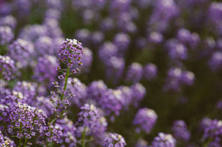 Purple alyssum closeupの写真素材