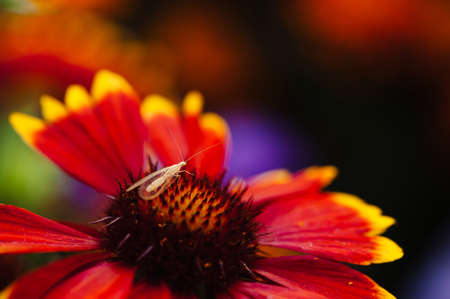Lacewing is located on a flower (Gaillardia)の写真素材