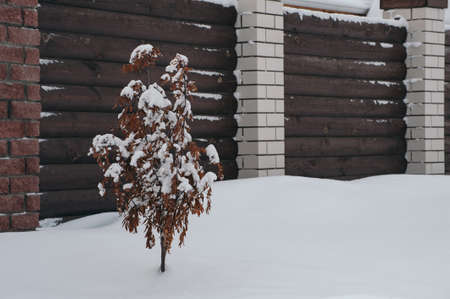 Rowan in the snow near the fence. Tree covered with snow.の写真素材