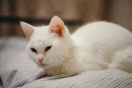 White cat is on the bed.の写真素材