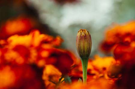 Marigold bud close-up against a blurred background cineraria and calendula.の写真素材