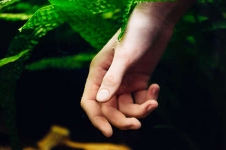 Female hand submerged in the aquarium. Seaweed.の写真素材