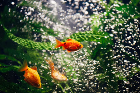 Barbus in the aquarium. Gold fish. Bubbles. Swirl.の写真素材