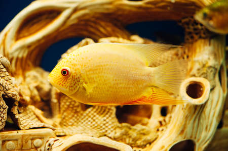 Heros Severus swims past a decorative craft in an aquarium.の写真素材
