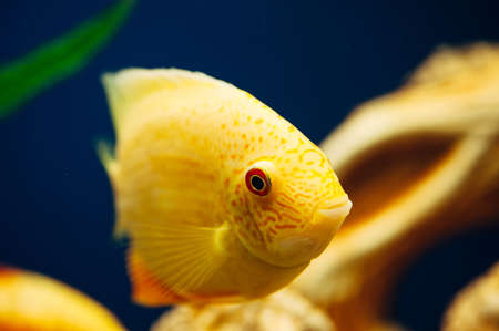 Heros severus. Decoration in the aquarium. Yellow fish.の写真素材