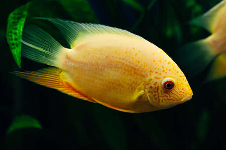 Heros severus. Big gold fish on a background of seaweed. Aquarium. Yellow.の写真素材