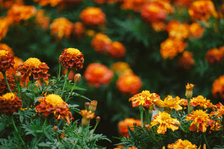 A bed of orange marigolds. Rich colors.の写真素材