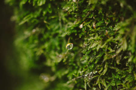 Atmospheric photo of a moss with drops of water close-up. Macro photography. Green lichen on the tree. Condensateの写真素材