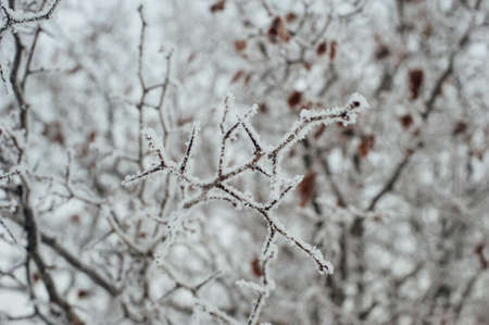 Hoarfrost covered tree branches against the sky. Frozen autumn.の写真素材