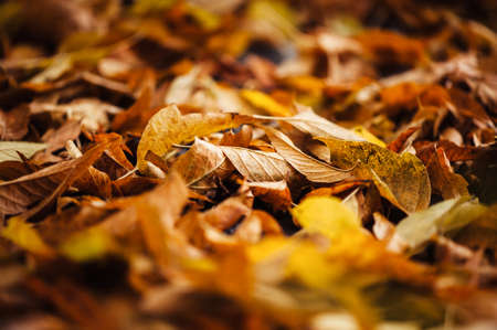 Autumn leaves close-up
