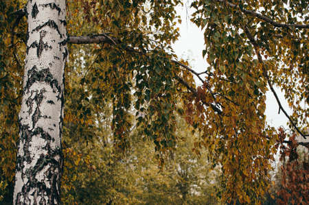 Autumn birch. Bright foliage. Atmospheric photography.の写真素材