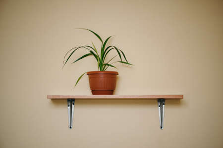 Chlorophytum, One Flower in a brown pot on a shelf in the apartment. Light room. Design.の写真素材