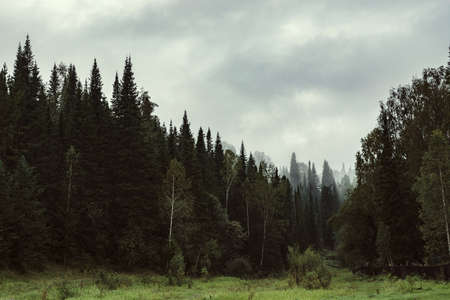 The gloomy atmosphere of the evening in the dark forest. High firs and pines in the fog. Overcast weather.の写真素材