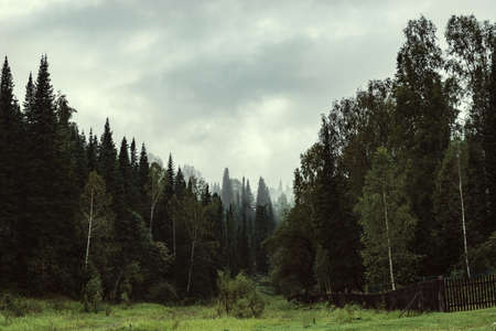 The gloomy atmosphere of the evening in the dark forest. High firs and pines in the fog. Overcast weather.の写真素材