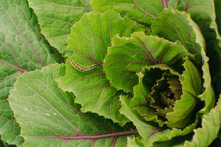 Leaves of growing cabbage close-up. Vegetable garden. Caterpillar.の写真素材