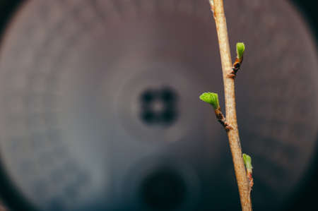 Branch with blossoming buds against the background of a metal circle. Technology. Eco.の写真素材