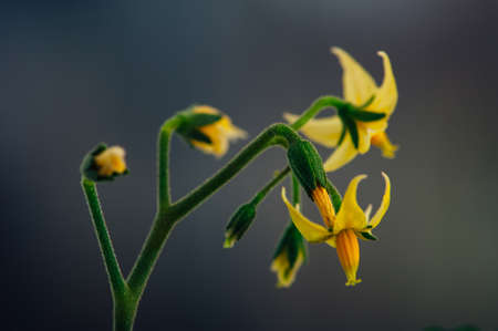 Spring seedlings. Small yellow flowers of tomatoes close-up.の写真素材