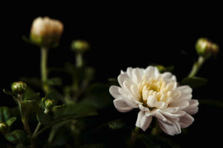 White chrysanthemum flowers close-up on a black background. Subject photography. Conceptual.