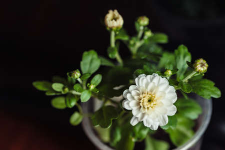 A flower of chrysanthemum white and buds in a small plastic cup. Young plant on a black background. Picturesque.の写真素材