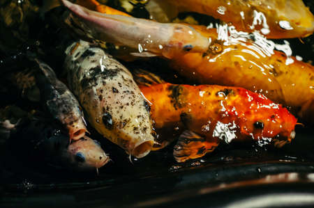 Fancy Carp or Koi Fish are red,orange, white, black. View of carp - Bekko. Decorative bright fish floats in a pond. Close-up.の写真素材