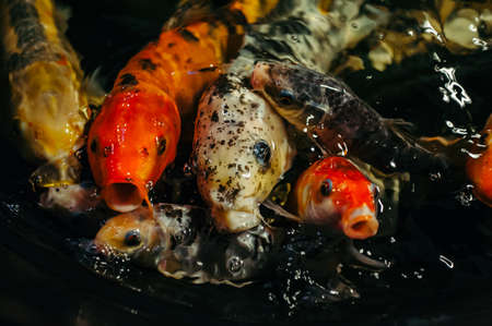 Fancy Carp or Koi Fish are red,orange, white, black. View of carp - Bekko. Decorative bright fish floats in a pond. Close-up.の写真素材