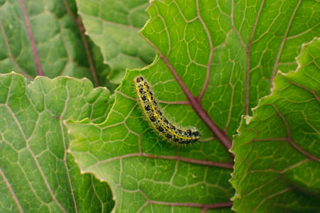 The caterpillar crawls on a leaf of green cabbage. Pest. Macro.の写真素材