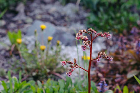 Bergenia. Badan blooms with small buds. Red stalk.の写真素材