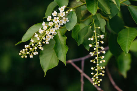 Two branches of a blossoming cherry bird close-up on a dark background. Prunus padusの写真素材
